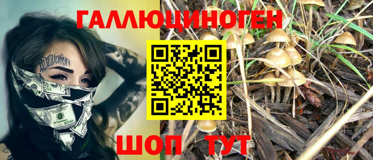 Орёл  Псилоцибиновые грибы GOLDEN TEACHER  Вход с VPN  Псилоцибиновые грибы Cubensis 